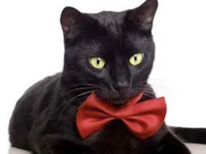 Gato raça SRD  idade 2 a 6 meses nome Cacau 
