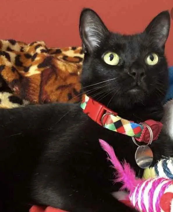 Gato ra a SRD  idade 2 a 6 meses nome Jade 