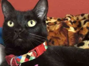 Gato raça SRD  idade 2 a 6 meses nome Jade 
