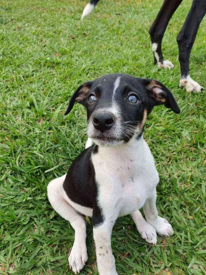 Cachorro ra a SRD idade 2 a 6 meses nome Kira
