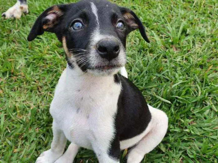 Cachorro ra a SRD idade 2 a 6 meses nome Kira