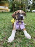 Lola