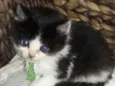 Dudu 