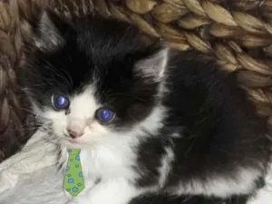 Gato raça Mestiço  idade 2 a 6 meses nome Dudu 