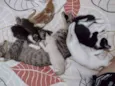 Gatos