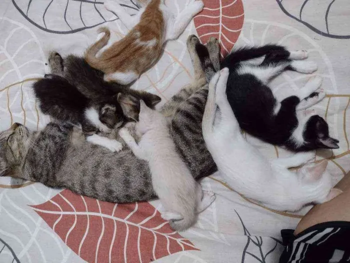 Gato raça SRD idade Abaixo de 2 meses nome Gatos