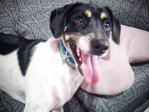 Cachorro raça Vira lata idade 1 ano nome Preguiça