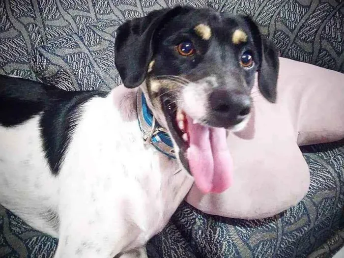 Cachorro ra a Vira lata idade 1 ano nome Preguiça
