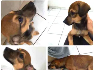 Cachorro raça SRD idade 2 a 6 meses nome João