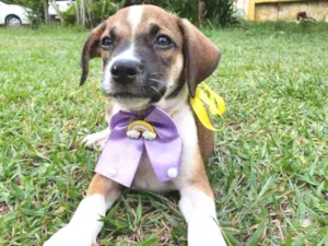 Cachorro raça SRD idade 2 a 6 meses nome Lola