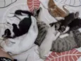 Gatos