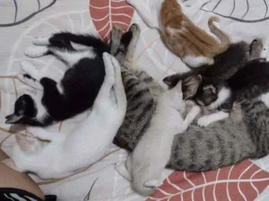 Gato raça SRD idade Abaixo de 2 meses nome Gatos
