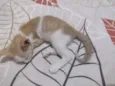 Gatos