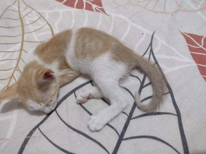 Gato raça SRD idade Abaixo de 2 meses nome Gatos