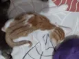 Gatos