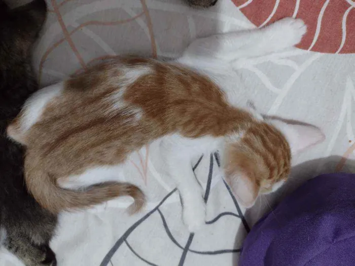 Gato raça SRD idade Abaixo de 2 meses nome Gatos