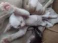 Gatos