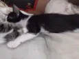Gatos