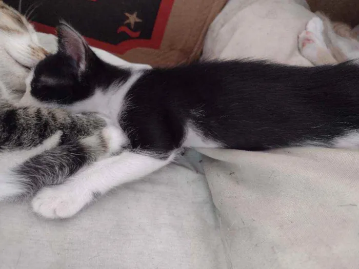 Gato raça SRD idade Abaixo de 2 meses nome Gatos