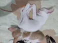 Gatos