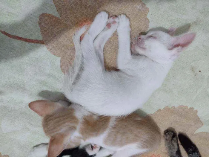 Gato raça SRD idade Abaixo de 2 meses nome Gatos