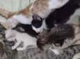 Gatos