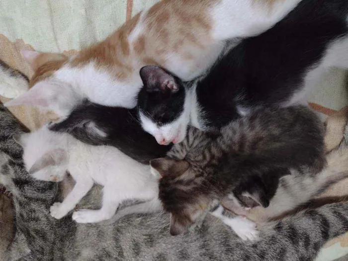 Gato raça SRD idade Abaixo de 2 meses nome Gatos