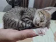 Gatos