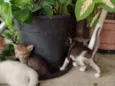 Gatos