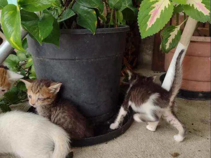 Gato raça SRD idade Abaixo de 2 meses nome Gatos