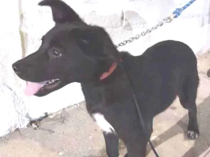 Cachorro raça SRD idade 2 a 6 meses nome catarina