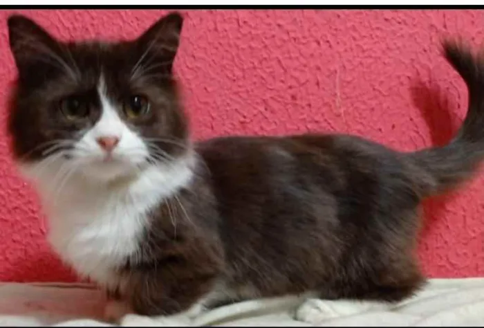 Gato raça indefinida  idade 7 a 11 meses nome Harry