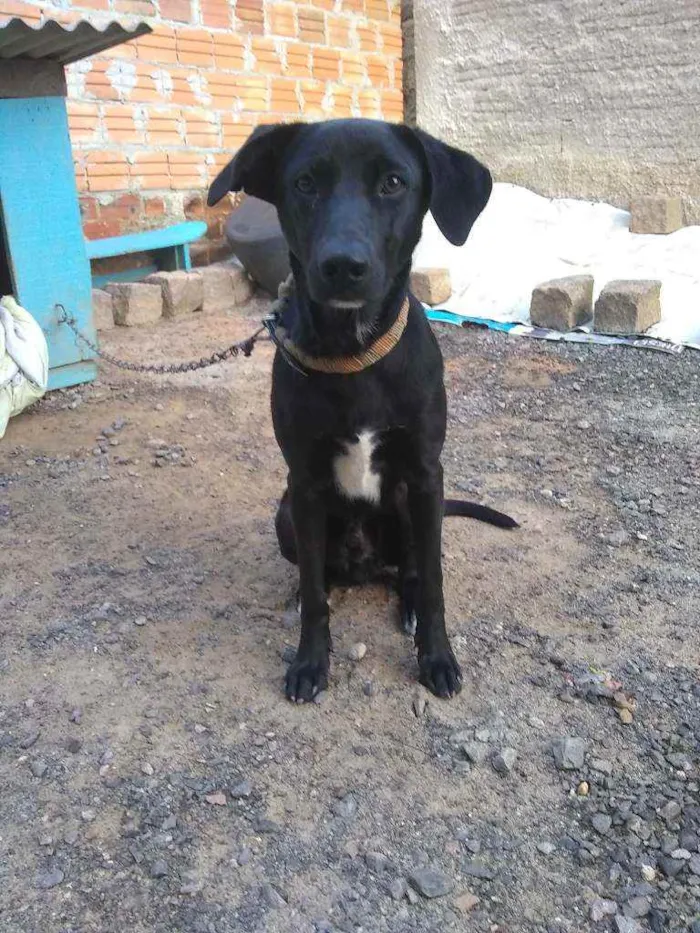 Cachorro ra a Não sei idade 7 a 11 meses nome Simba