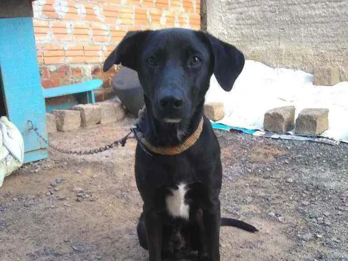 Cachorro ra a Não sei idade 7 a 11 meses nome Simba