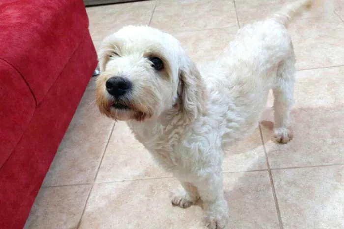 Cachorro raça Poodle  idade 4 anos nome Bob 