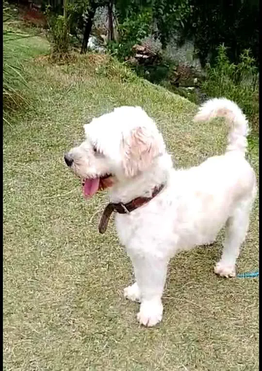 Cachorro raça Poodle  idade 4 anos nome Bob 