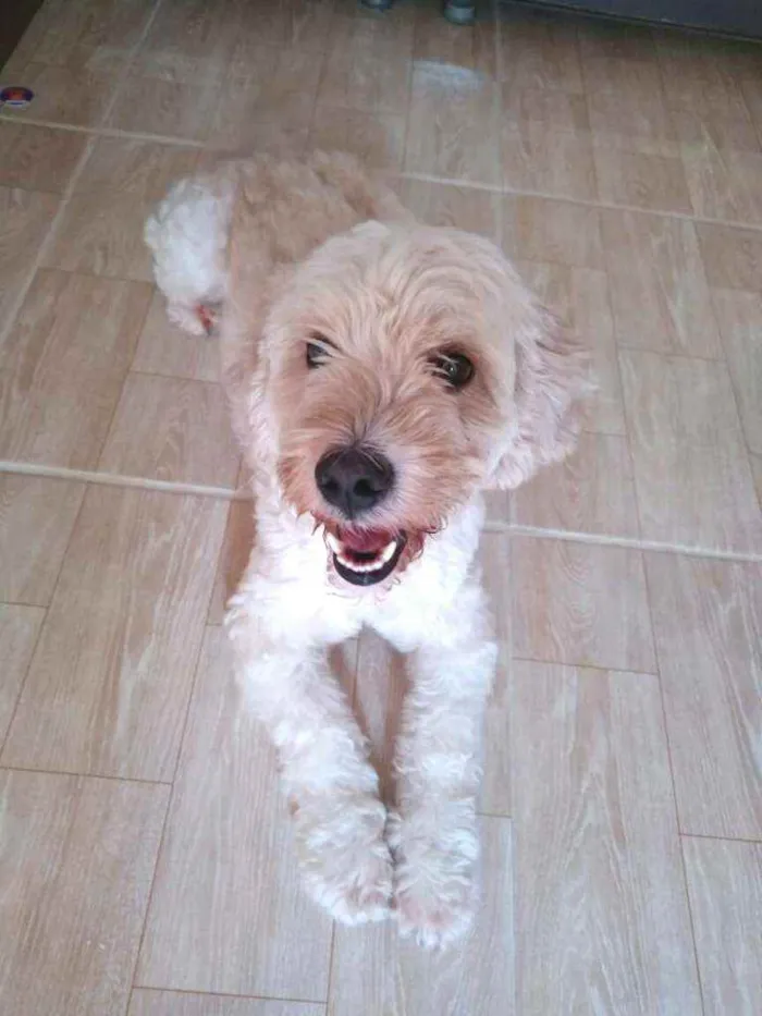 Cachorro raça Poodle  idade 4 anos nome Bob 