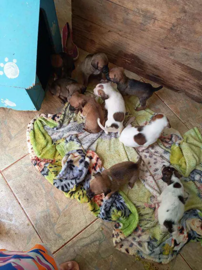 Cachorro ra a RND idade Abaixo de 2 meses nome Sem nome