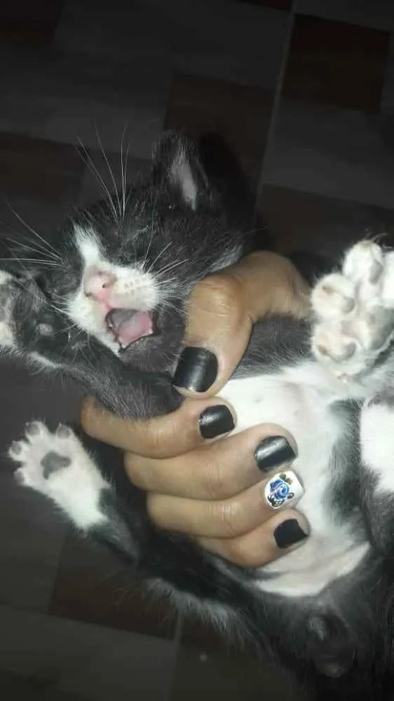 Gato raça Srd idade 2 a 6 meses nome Irmãos 