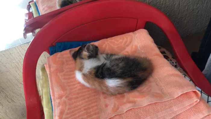 Gato raça Srd idade 2 a 6 meses nome Irmãos 