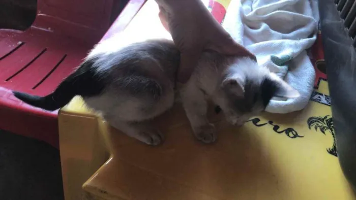 Gato raça Srd idade 2 a 6 meses nome Irmãos 