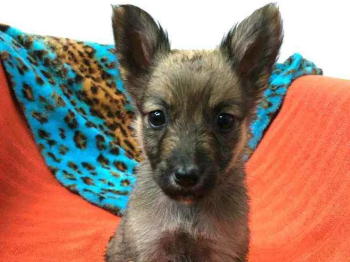 Cachorro raça  idade Abaixo de 2 meses nome Filhotes Anelly 