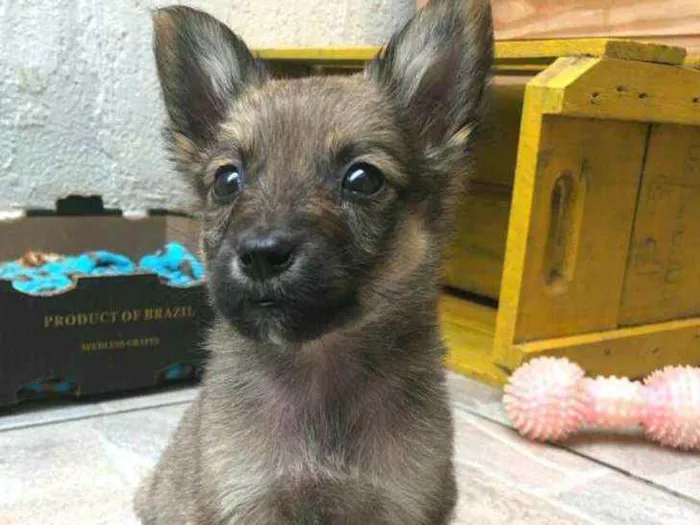 Cachorro raça  idade Abaixo de 2 meses nome Filhotes Anelly 