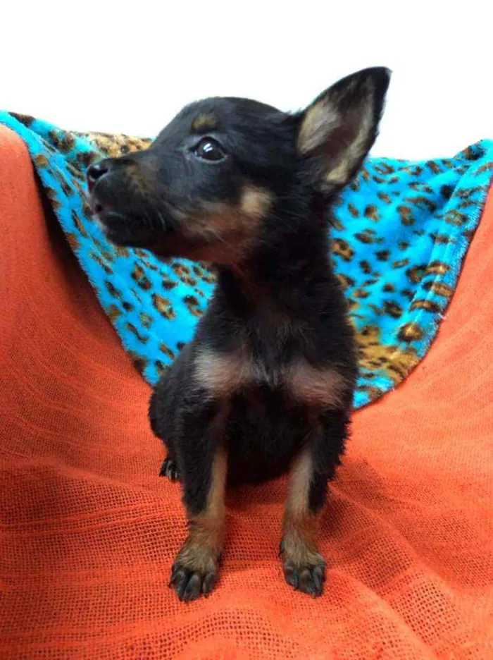 Cachorro raça  idade Abaixo de 2 meses nome Filhotes Anelly 