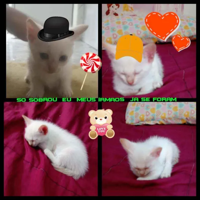 Gato ra a branquinho idade 2 a 6 meses nome sem nome