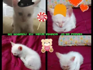 Gato raça branquinho idade 2 a 6 meses nome sem nome
