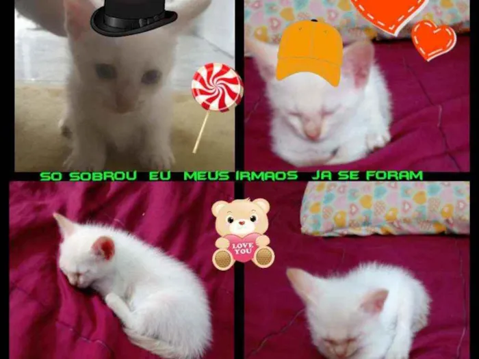 Gato ra a branquinho idade 2 a 6 meses nome sem nome