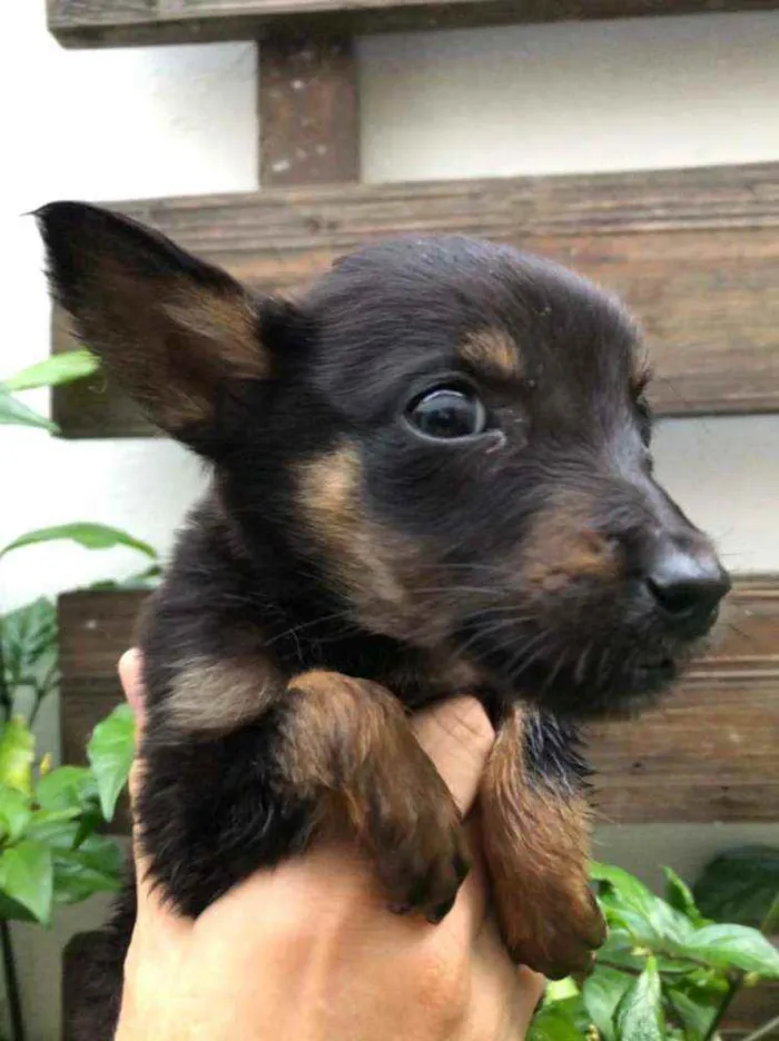 Cachorro raça  idade Abaixo de 2 meses nome Filhotes Anelly 