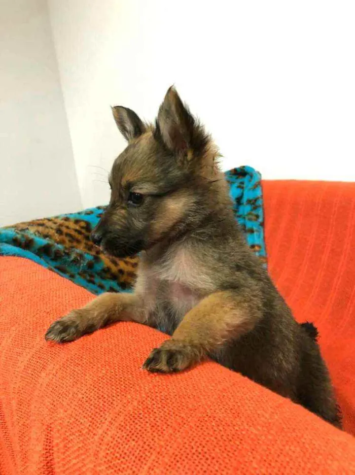 Cachorro raça  idade Abaixo de 2 meses nome Filhotes Anelly 