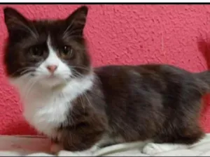 Gato raça indefinida  idade 7 a 11 meses nome Harry